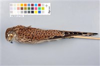 藏品(東方紅隼)的圖片